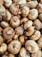 Gladiolus Flower Bulbs – Premium Quality Bulbs for Beautiful Garden Blooms - Image 3