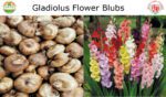 Gladiolus Flower Bulbs
