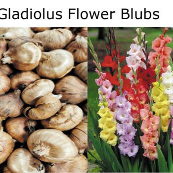 Gladiolus Flower Bulbs