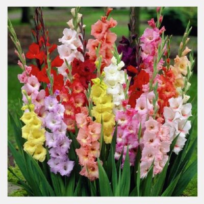 Gladiolus Flower Bulbs – Premium Quality Bulbs for Beautiful Garden Blooms - Image 2