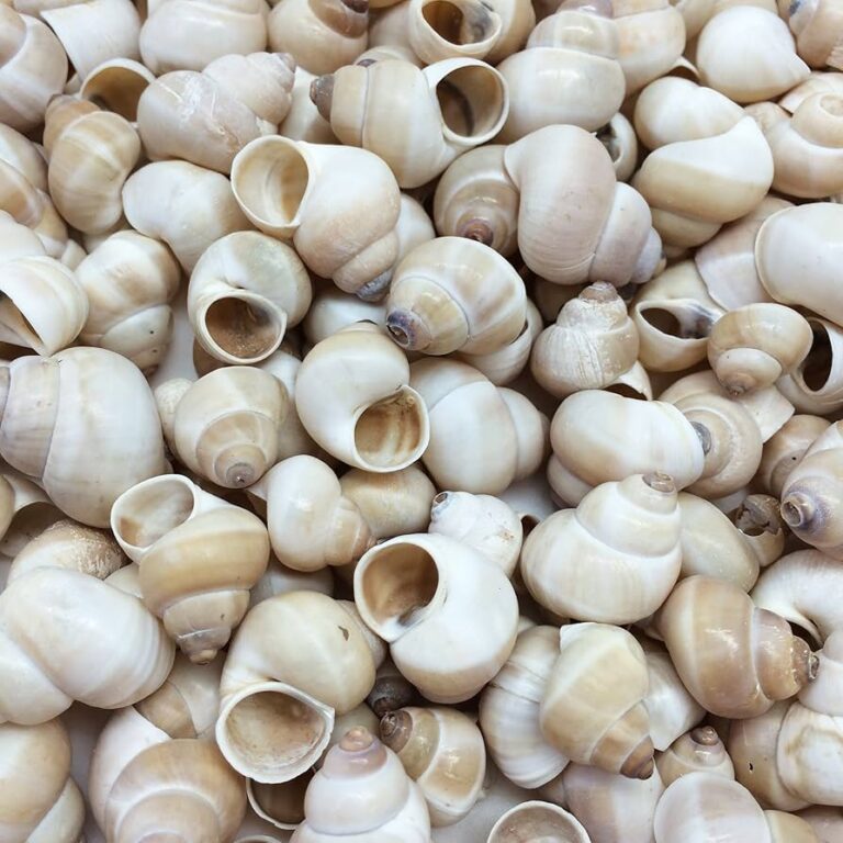Sea Snail Shells