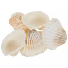 Natural Sea Shells