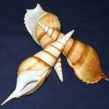 Natural Screw Shell