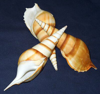 Natural Screw Shell