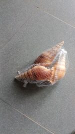 Natural Screw Shell for Decoration, Aquarium & Vastu – Premium Spiral Sea Shell (Three Piece) - Image 3