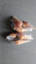 Natural Screw Shell for Decoration, Aquarium & Vastu – Premium Spiral Sea Shell (Three Piece) - Image 2
