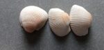 Natural Decorative Sea Shells for Aquarium, Garden & Crafts – Premium Quality Shell Collection - Image 4