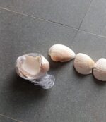 Natural Decorative Sea Shells for Aquarium, Garden & Crafts – Premium Quality Shell Collection - Image 3