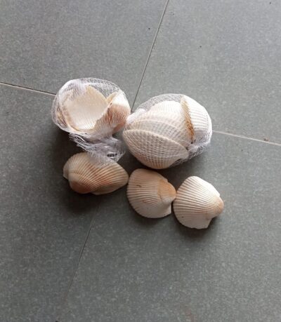 Natural Decorative Sea Shells for Aquarium, Garden & Crafts – Premium Quality Shell Collection - Image 2