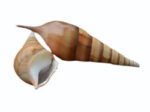 Natural Screw Shell for Decoration, Aquarium & Vastu – Premium Spiral Sea Shell (Three Piece) - Image 5