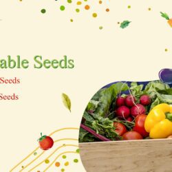 Winter Vegetable Seed