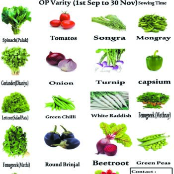 Winter Vegetable Seeds Combo