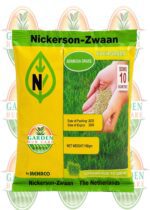 Nickerson-Zwaan Bermuda Grass Seeds 100g – Evergreen Lawn Grass Seed for 10 Square Meters - Image 2