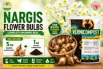 Nargis Flower Bulbs