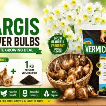 Nargis Flower Bulbs