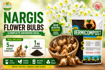 ChatGPT Image Aug 11, 2026, 05_40_29 PM Nargis Flower Bulbs