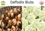 Nargis Flower Bulbs
