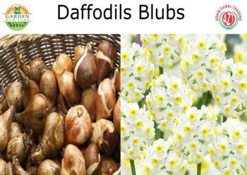 Nargis Flower Bulbs
