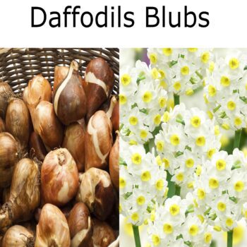 Nargis Flower Bulbs