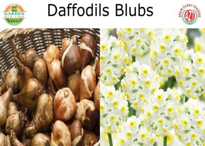Nargis Flower Bulbs