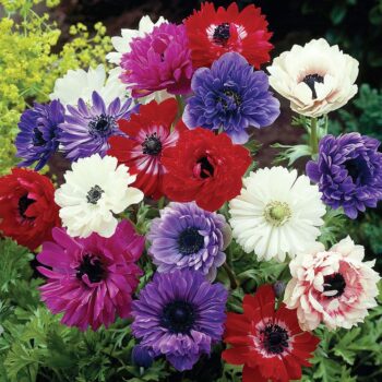 Anemone Flower Bulbs