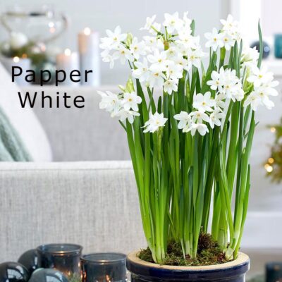 Paper White Flower Bulbs