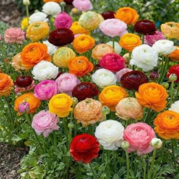 Ranunculus Flower Bulbs