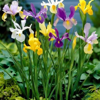 Iris Flower Bulbs