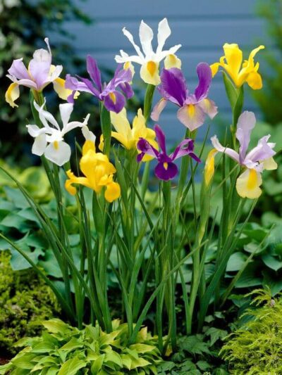 irismixed Iris Flower Bulbs