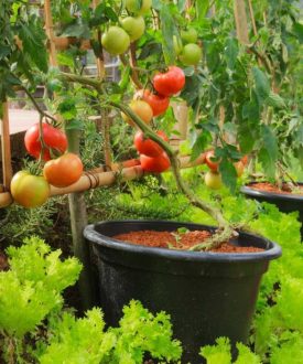 fresh-tomato-lettuce-nontoxic-vegetable-garden-fruit-trees-ss-feature-1200x900
